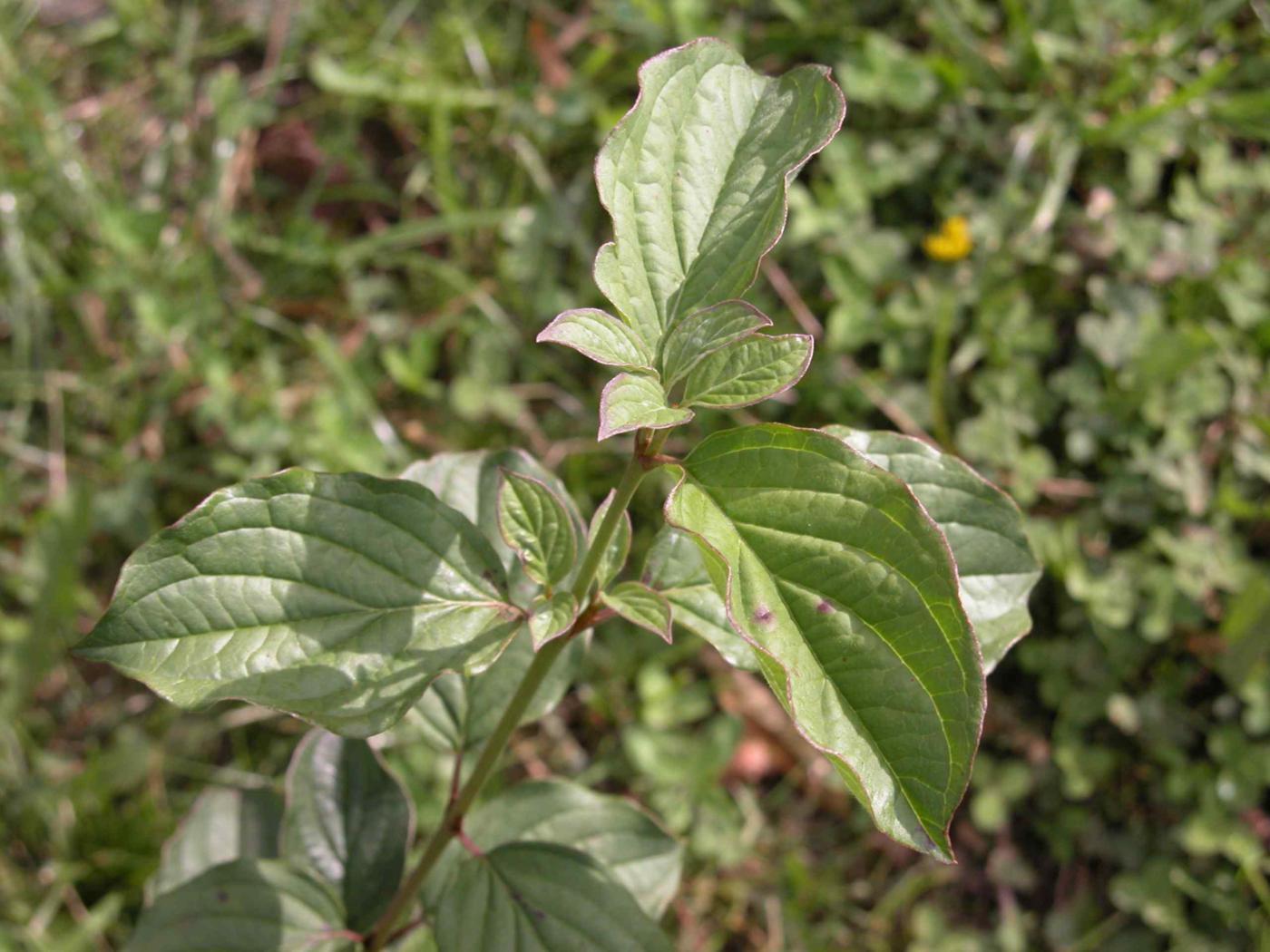 Dogwood leaf